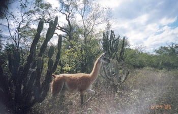 Imagen de archivo de un guanaco en el Parque Médanos del Chaco, una especie única en la región.