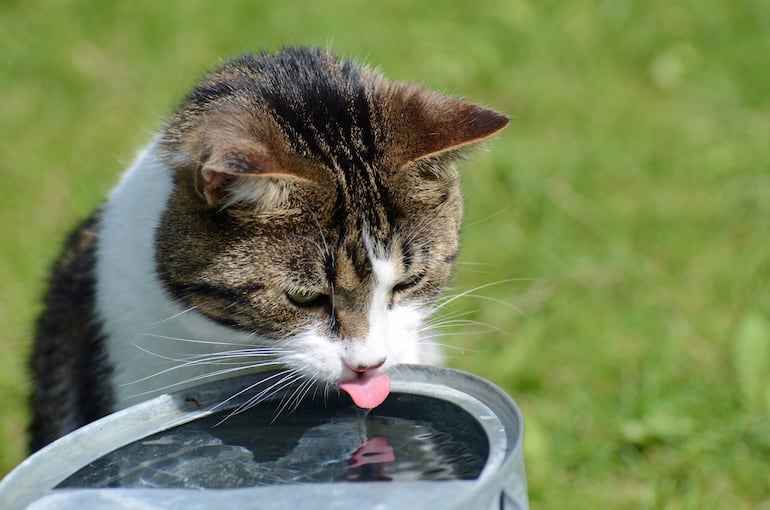 Gato bebe agua.
