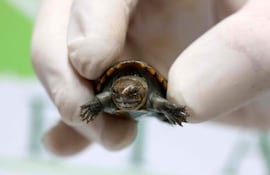 Un trabajador sostiene una tortuga de fango de Vallarta (Kinosternon vogti) en el Zoológico de Guadalajara, en Guadalajara, estado de Jalisco, México, el 25 de agosto de 2025.