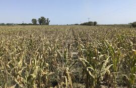 Campo de maíz.
