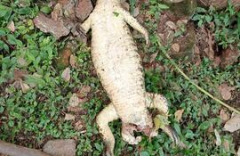 El yacaré muerto fue encontrado ayer por caminantes del Lago de la República.