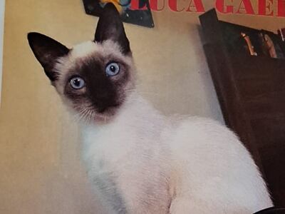 Ofrecen recompensa por información.