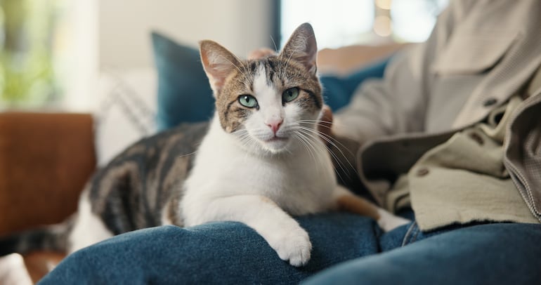Cómo ganarse la confianza de un gato: qué gestos funcionan según la ciencia.