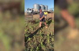 El bulldog francés es muy feliz entre las ovejas.