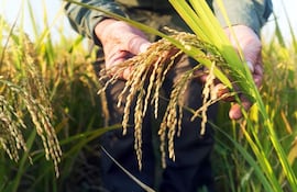 En lo que va del año, Paraguay ya exportó arroz a 28 destinos.