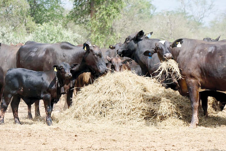 Sudameris acompañó la Ruta Angus con visitas a establecimientos productivos de referencia