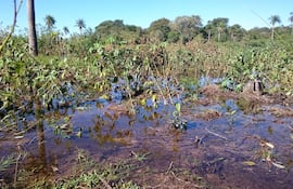 Plantaciones de mandioca (imagen ilustrativa).