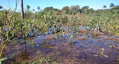 Plantaciones de mandioca (imagen ilustrativa).