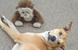 Un perro mestizo fue adoptado como mascota por los funcionarios del Palacio de Justicia de Asunción, El can se pasea por los pasillos de la institución y genera empatía entre los concurrentes.