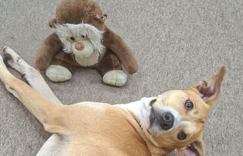 Un perro mestizo fue adoptado como mascota por los funcionarios del Palacio de Justicia de Asunción, El can se pasea por los pasillos de la institución y genera empatía entre los concurrentes.