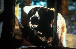 Cujo película