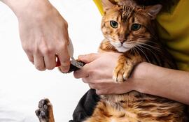Una persona le corta las uñas a un gato.