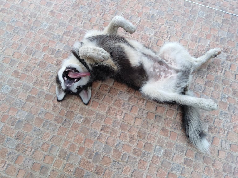 Concepto de perro que muestra la panza.