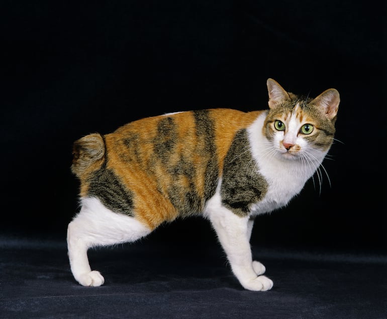 Gato Japanese Bobtail.