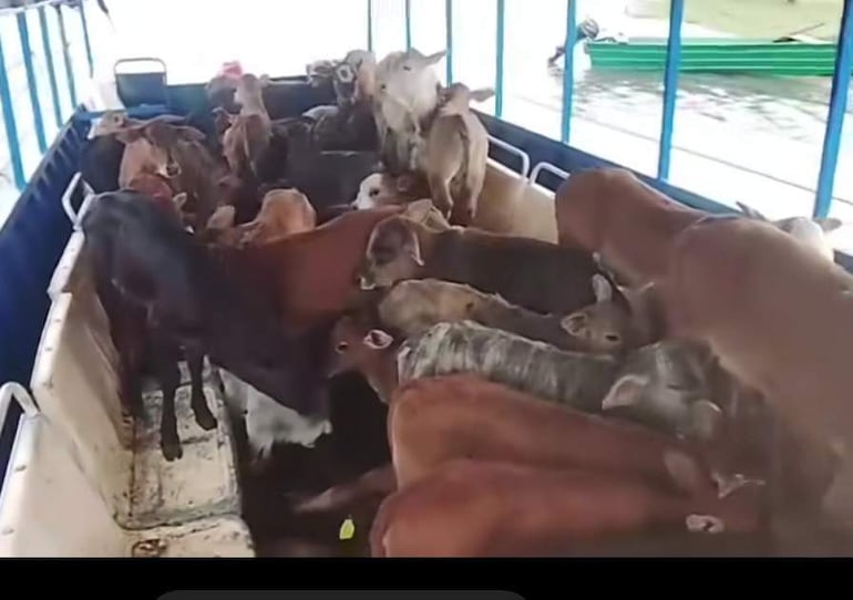 Ganaderos utilizan embarcaciones para trasladar sus animales a zonas altas.