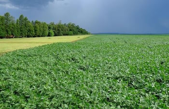 Hay fuerte dependencia en la agricultura de los fertilizantes nitrogenados.