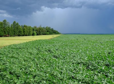 Hay fuerte dependencia en la agricultura de los fertilizantes nitrogenados.