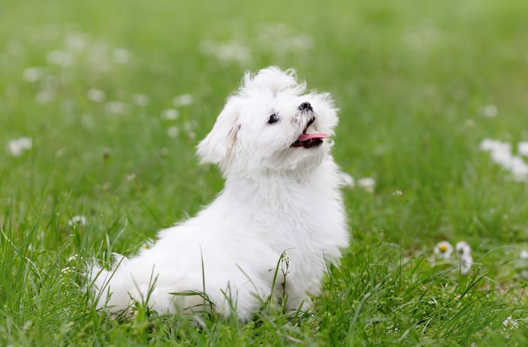 Perro de la raza bichón maltés.