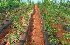 Un tomate sin resistencia a enfermedades y mal nutrido no se desarrolla.
