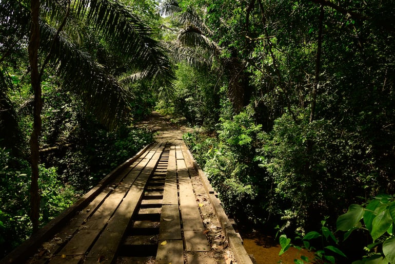 Puente de madera sobre el oleoducto en el Parque Nacional Soberania Panamá.