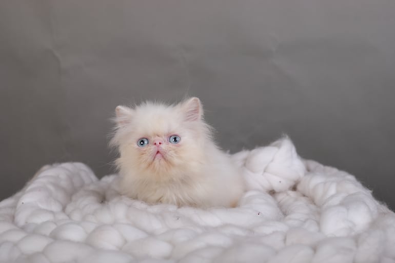 Gato.