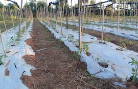 Productores salvaron cultivos de tomate y locote con medidas contra las heladas.