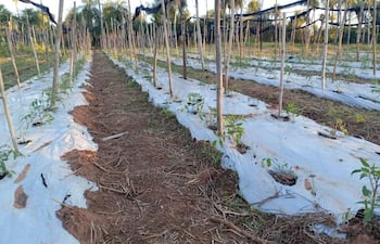 Productores salvaron cultivos de tomate y locote con medidas contra las heladas.