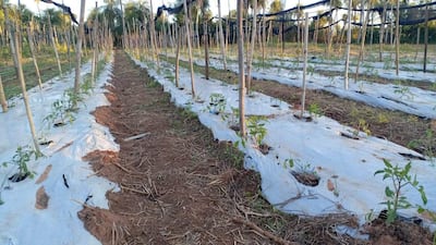 Productores salvaron cultivos de tomate y locote con medidas contra las heladas.