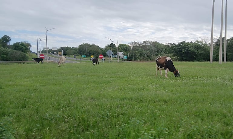 Vacas sueltas generan peligro sobre la Ruta PY02 en Coronel Oviedo