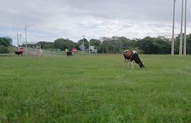 VDB Vacas sueltas en la rotonda del km 140 zona denominada Santa María Ñú de Coronel Oviedo.