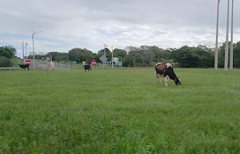 VDB Vacas sueltas en la rotonda del km 140 zona denominada Santa María Ñú de Coronel Oviedo.