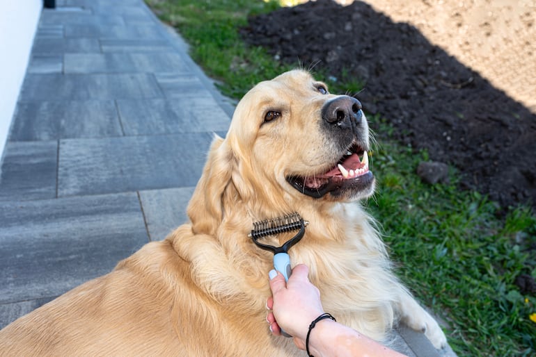Perro de la raza golden retriever. Hora del cepillado.