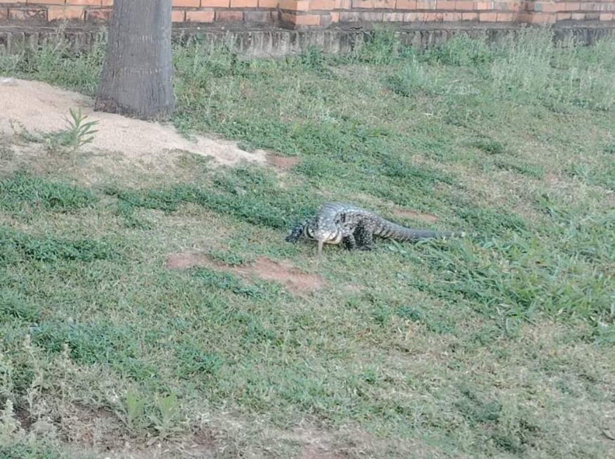 Villa Elisa: rescatan a un teju guasú de casi un metro
