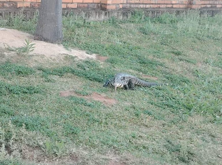 Un teju guasu de escamas visibles se mueve entre el césped verde y un árbol, sin presencia humana.