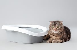 Gato y su arenero.