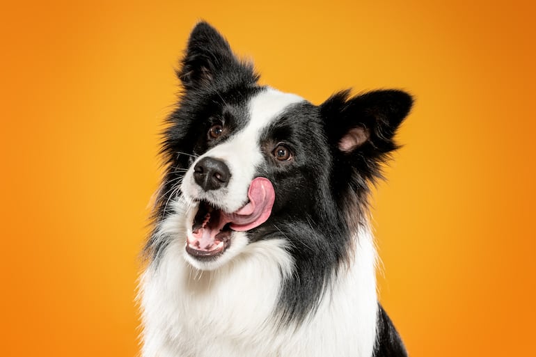 ¿Por qué los border collie entienden más palabras que otras razas? - Mascotas