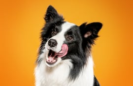 Perro de la raza border collie.