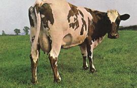 Puede que no tengas más que una empanada de carne