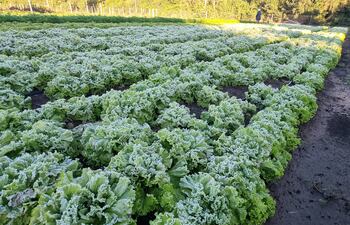 Helada genera daños en la producción de lechuga en San Juan Bautista, Misiones.