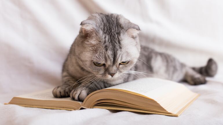 Los gatos pueden quedarse solos hasta 8-12 horas sin problemas significativos.