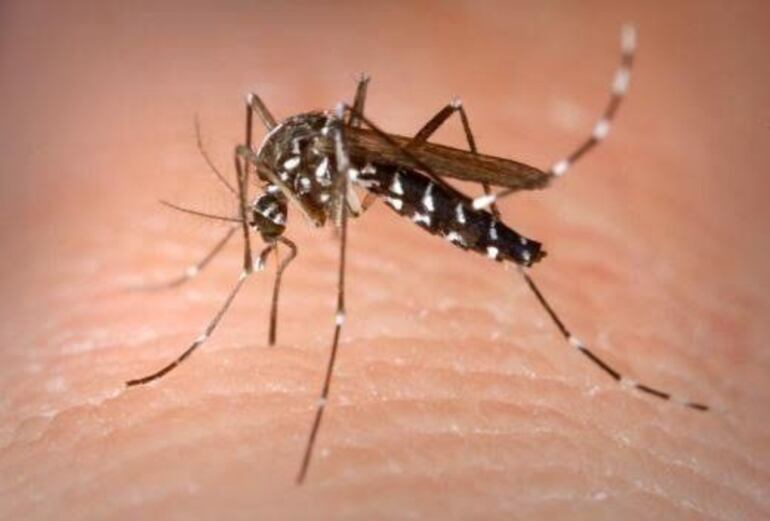El mosquito transmisor del dengue es el Aedes aegypti, el cual se reconoce por sus rayas blancas y negras en patas y abdomen.