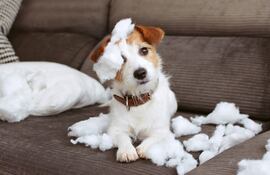 Perro destructivo.