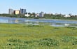 Paisaje acuático con vegetación y edificios de fondo en un entorno urbano tranquilo, sin personas visibles.