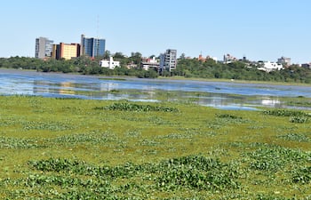 Paisaje acuático con vegetación y edificios de fondo en un entorno urbano tranquilo, sin personas visibles.