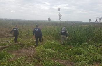 Agentes policiales de diferentes brigadas realizaron el trabajo de destrucción de las plantaciones.