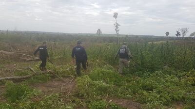 Agentes policiales de diferentes brigadas realizaron el trabajo de destrucción de las plantaciones.