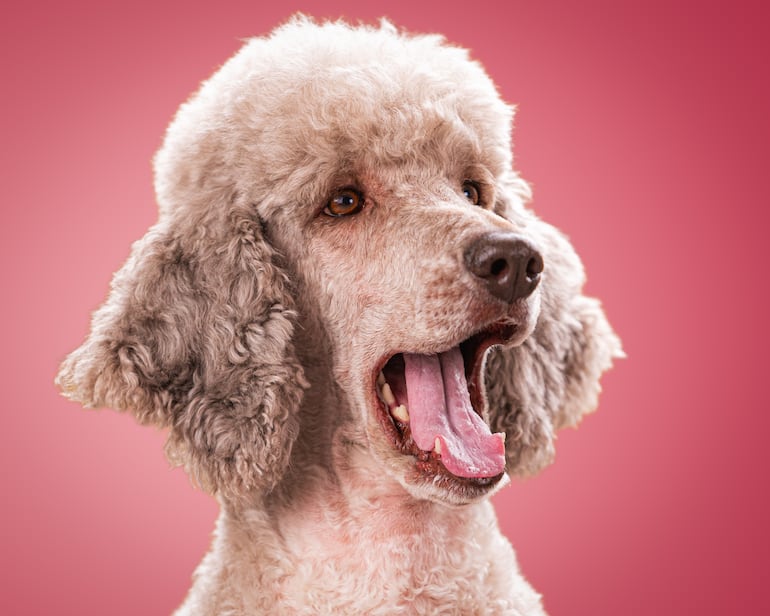 Perro poodle o caniche.