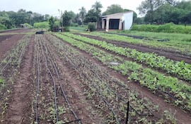 Lluvias en San Juan Bautista alivian al sector productivo tras la sequía.
