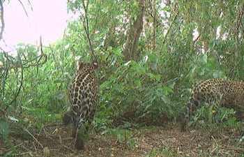 Cámara trampa, la yaguareté Nalá y su cachorro con cola larga, El Impenetrable, Argentina.