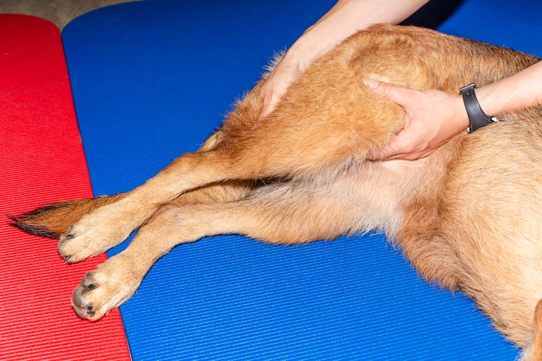 Perro con tratamiento en la cadera.